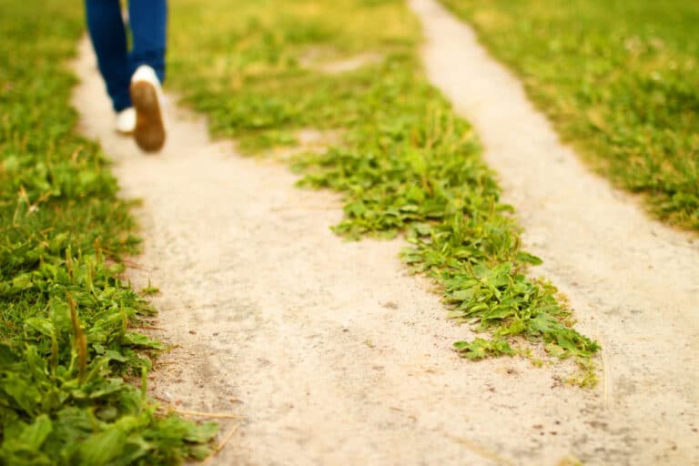 Fork of sandy footpath in green grass and feet of going person. Summer sunny day