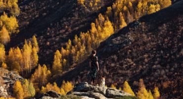brown trees on mountain with dog